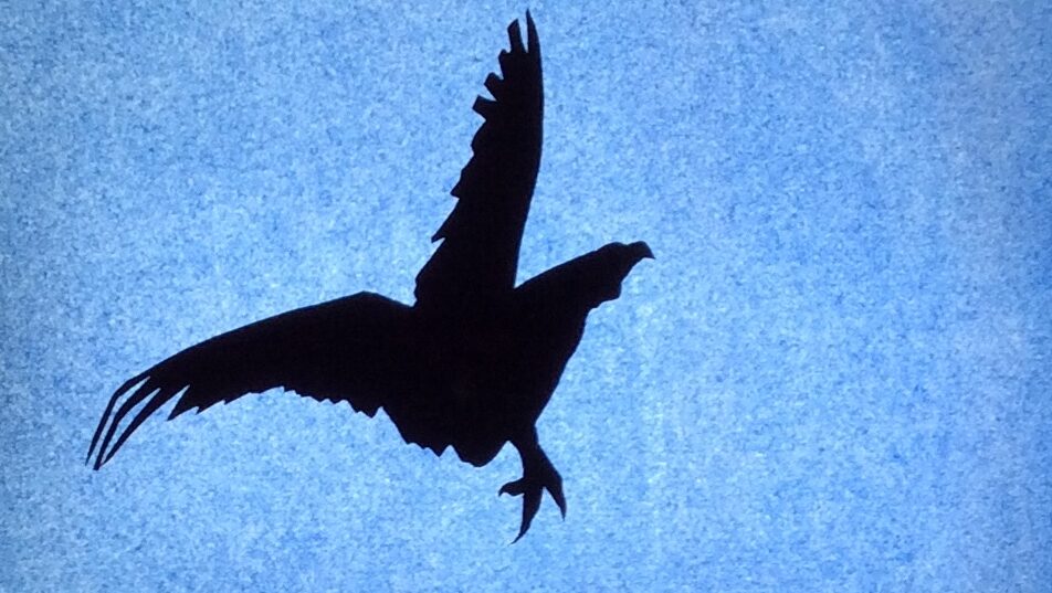 Silhouette d'oiseau noire sur fond bleu